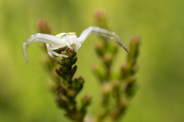 Araignée blanche jardin : leur rôle précieux pour un écosystème sain